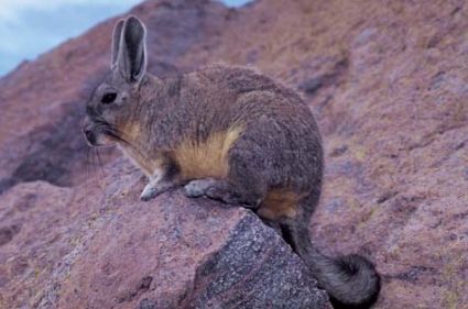 Chinchilla In Chile