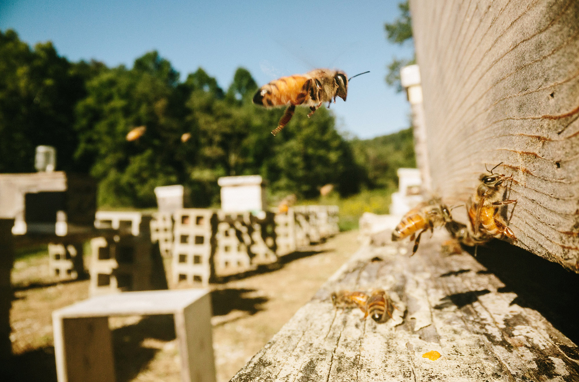 Eric and the Bees