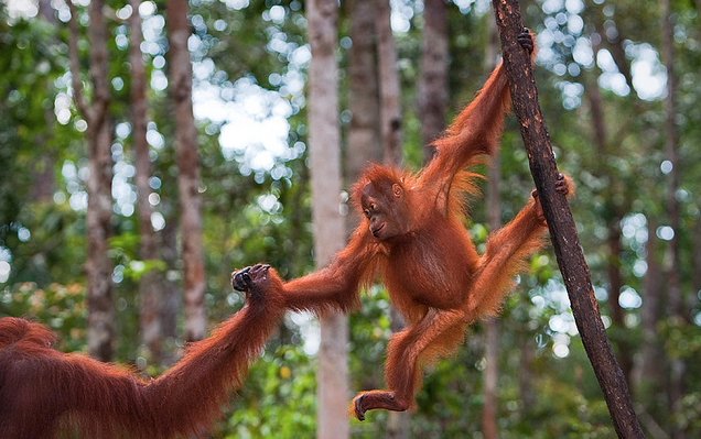 Save Wildlife In SE Asia — Vote For Trevor Frost In National Geographic Channel’s Expedition Granted